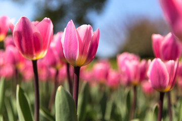 Obraz na płótnie Canvas Tulips in The Sunshine