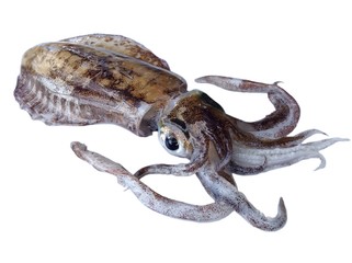 Soft cuttlefish,big fin reef squid isolated 
