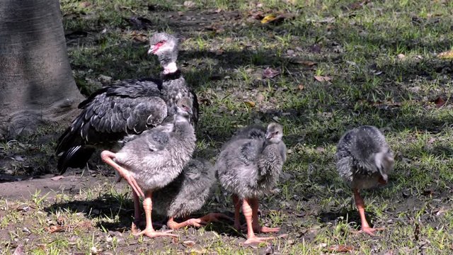 Southern Screamer (Chauna torquata) with cubs. Cub gets stretched. Puppy gets itchy. Pantanal Biome. Mato Grosso do Sul state, Central-Western - Brazil.