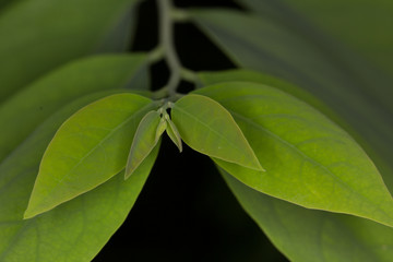 The leaves on the branch, toptree