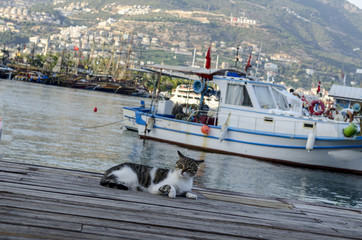 kedi