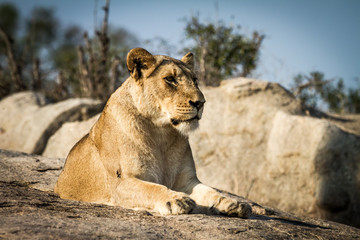 Adult lioness lying on a rock