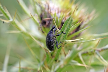 Black snout beetle