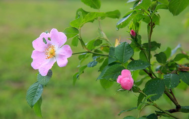 Dog Rose blossoms Rosa canina