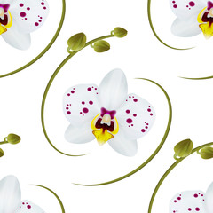 Realistic orchid background, pattern.