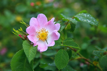 Dog Rose blossoms Rosa canina