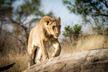 Sub-adult male lion walking