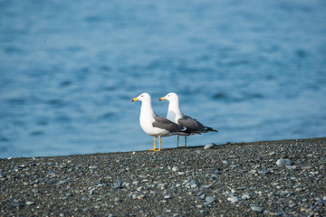 ウミドリ