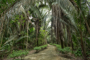 path leading through the jungle