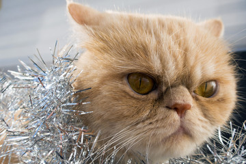 cat in the New Year's tinsel