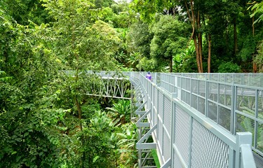 Tree Canopy Walkway, The Iron Bridge in the tropical forest at Queen Sirikit Botanic Garden, Chiang Mai, Thailand