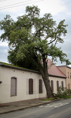 Sturmschaden, Baum auf Haus gestürzt 