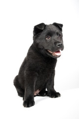 Black german shepherd puppy