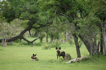 Wild Dog dangerous mammal animal africa savannah Kenya