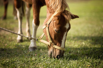 cavallo