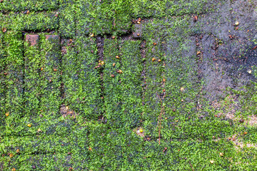 Green mos background,stone with green mos.
