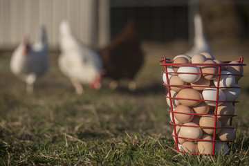.Eggs sit in a wire basket after being gathered in the evening. While chickens peck the ground in the background.