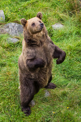 Brown bear (Ursus arctos)