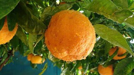 orange 