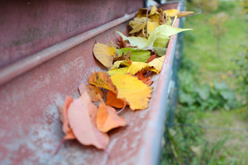 Leaves in eaves. Cleaning gutter blocked with autumn leaves.