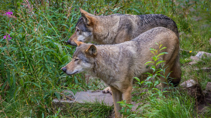 Grey wolf (Canis lupus)