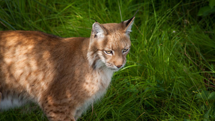 Naklejka na ściany i meble Bobcat (Lynx lynx)