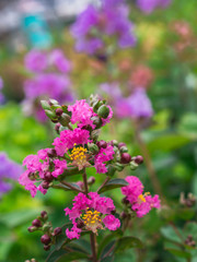 The Pink Crape Myrtle Flowers Blooming