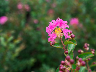 The Pink Crape Myrtle Flowers Blooming