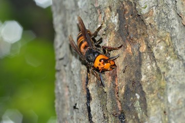 樹液に集まるスズメバチ