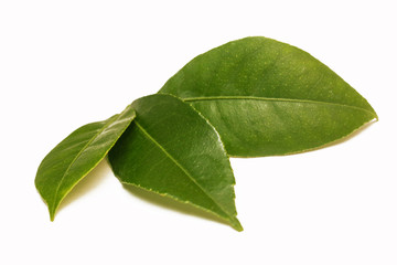 Lemon leaf, studio shot