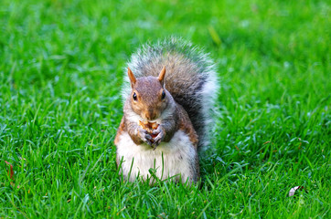 Furry Eastern gray squirrel (sciurus carolinensis) in the grass