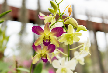 blooming orchid