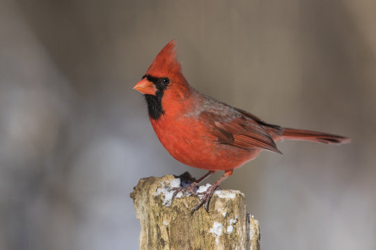 northern cardinal in winter