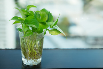Golden pothos with root in glass