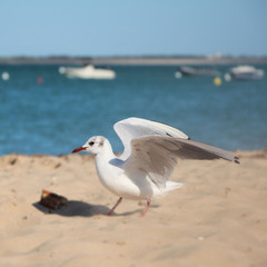 LA MOUETTE DE L'ILE DE RE