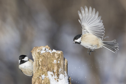black capped chickadee in winter