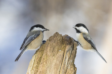 black capped chickadee in winter