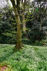 ニリンソウの花