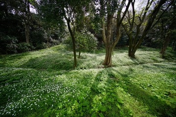 ニリンソウの花