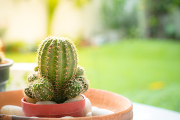 Small mini cactus in the garden