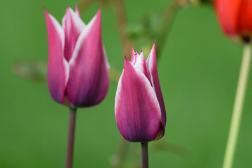 Naklejka premium Tulpe in lila