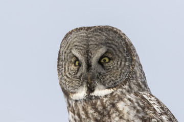 great grey owl in winter