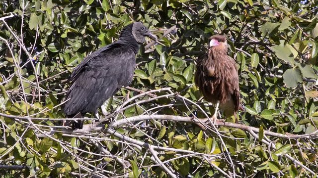 Black Vulture (Coragyps atratus) and Southern caracara (Caracara plancus) together in the same tree. Image in the Pantanal Biome. Mato Grosso do Sul state, Central-Western - Brazil.