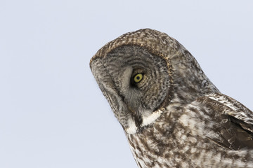 great grey owl in winter