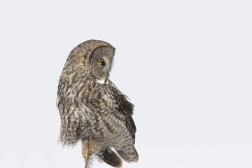 great grey owl in winter