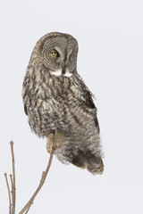 great grey owl in winter