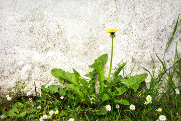 Dandelion plat with single flower against whitewashed wall, surrounded by daisies © dorotaemiliac