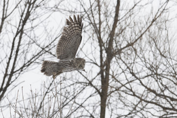 great grey owl in winter