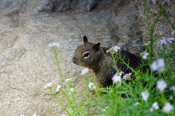 Ground squirrel on the beach sand in California