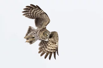 Photo sur Plexiglas Hibou great grey owl in winter